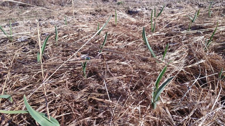 Garlic is coming up everywhere it was planted  1-6-20