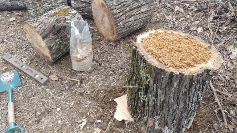 Layer of Hot Shitake Sawdust Mushroom Spore and a layer of log  2-27-19