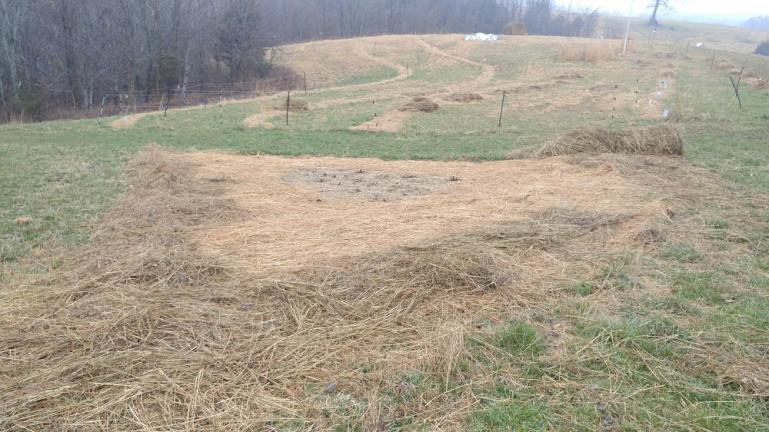 Covering thin spots with more hay 