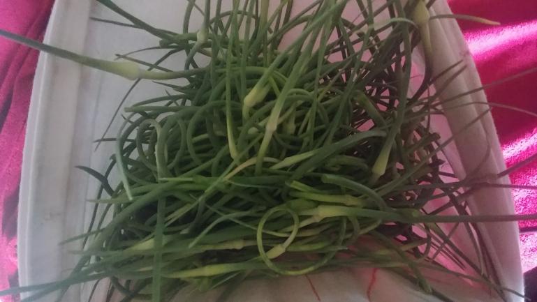 2nd harvest of Garlic Scapes