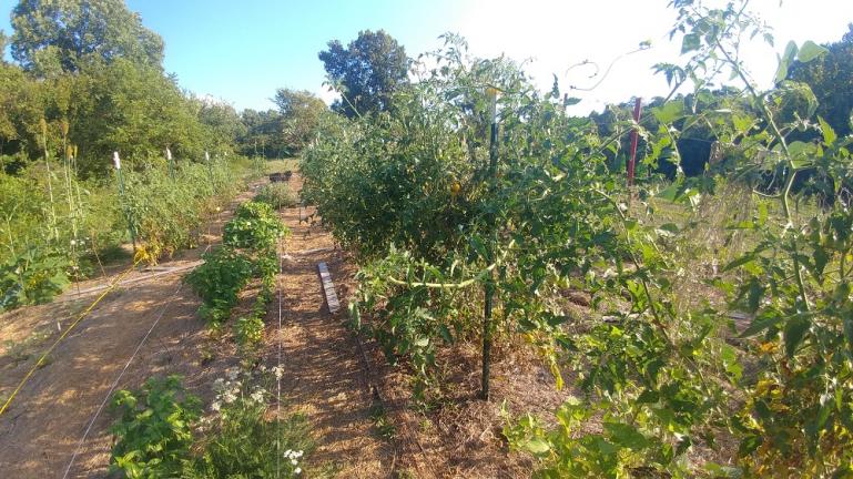 Tomatoes have completely outgrown the 6 ft trellis system  --- 8-15-19