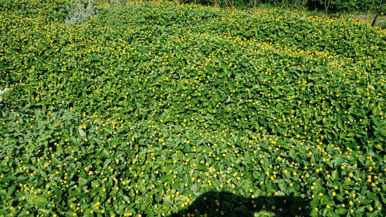 Spilanthes Beds 8-22-22