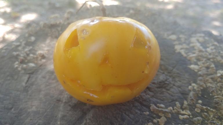 Yellow Tomato Jackolantern Face 
