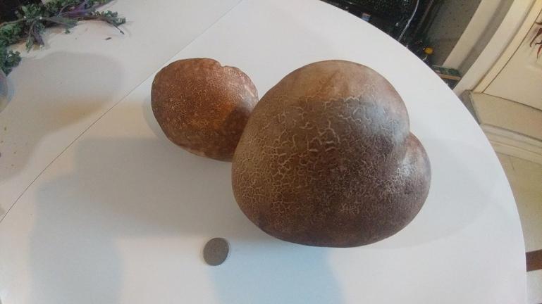 Puff Ball Mushrooms from the Far Out Field  (next to a quarter)  10-18-19