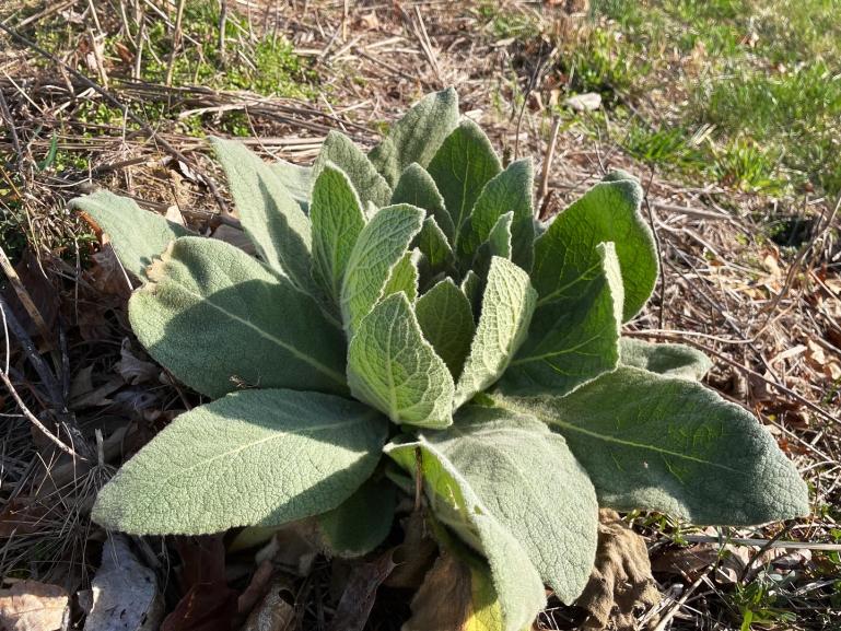 Mullein in the tree swales 3-21-23