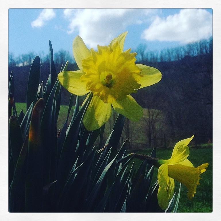 bea's daffodils are bloomin'