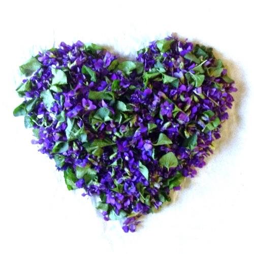 sweet violet