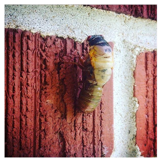cicada emerging from it's shell