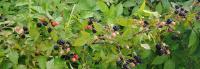 Wild Thorny Blackberries