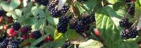 Wild Himalayan Blackberries