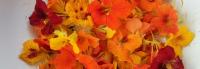 Nasturtium Flowers