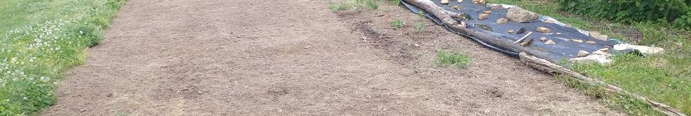 Freshly Removed Black Plastic Planting Area.  After a month or so under the plastic the weeds are dead and the ground becomes much softer.  The green stuff poking up was under holey tin instead of black plastic..