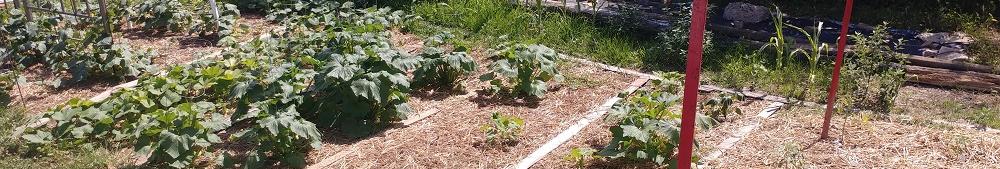 The same bed in June. From left to right:  Cucumber, Butternut, Zucchini, Patty Pan, Crook Necks and a variety of grape tomatoes.  Lungo Bianca's were seeded into the tomato area but they didn't come up.  This planting area is sandwiched between 2 large Walnut trees.  Squash and cucumbers don't mind but the tomatoes are not supposed to grow well with Walnut.  It's an experiment, we've got more planted elsewhere.  In the back is a row of corn that's suppose to get 16 feet tall.