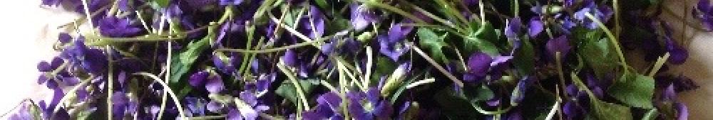 viola bloom and leaf