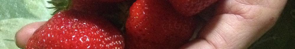 luscious strawberries harvested in june