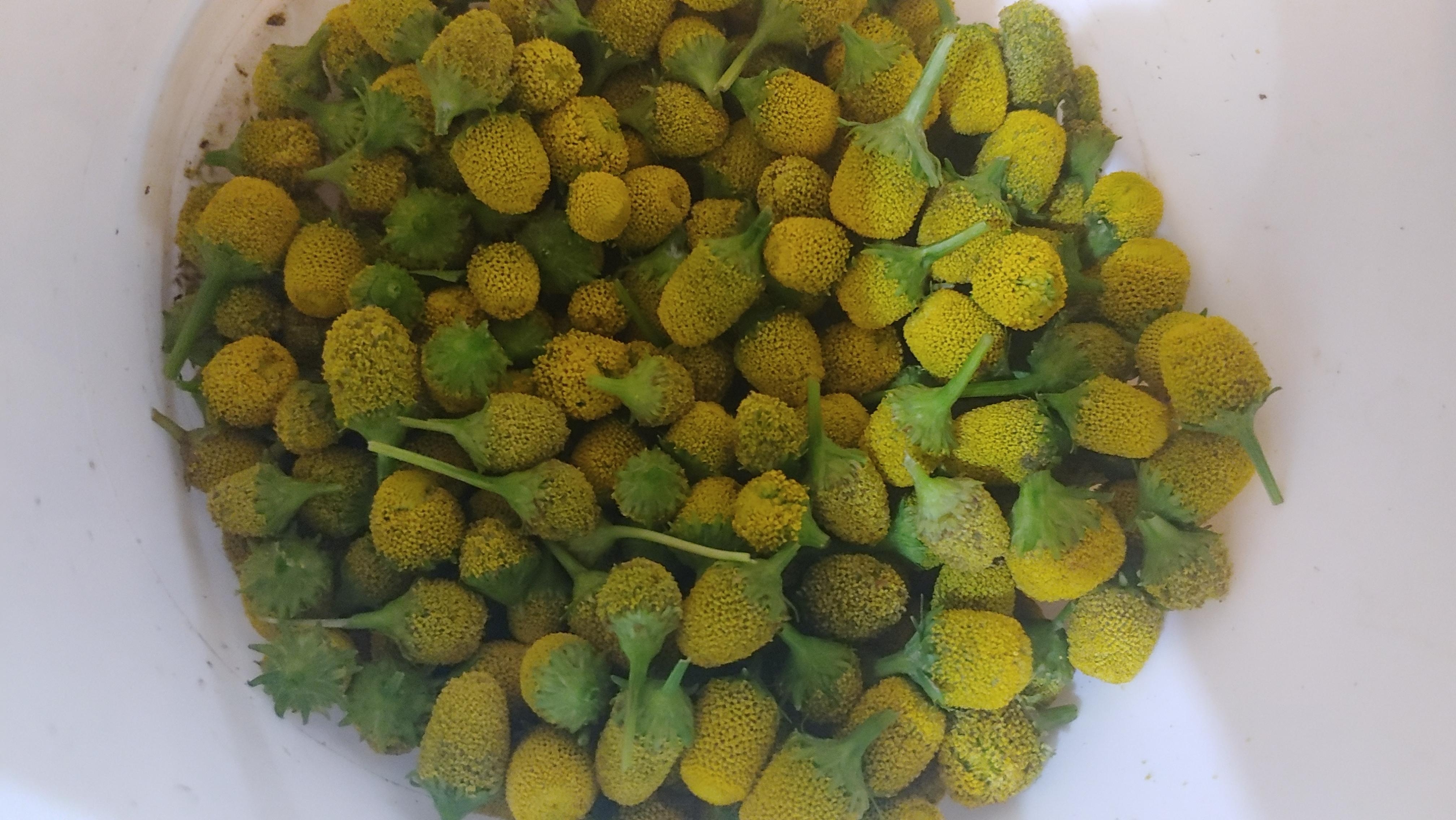 Fresh Spilanthes in a bowl