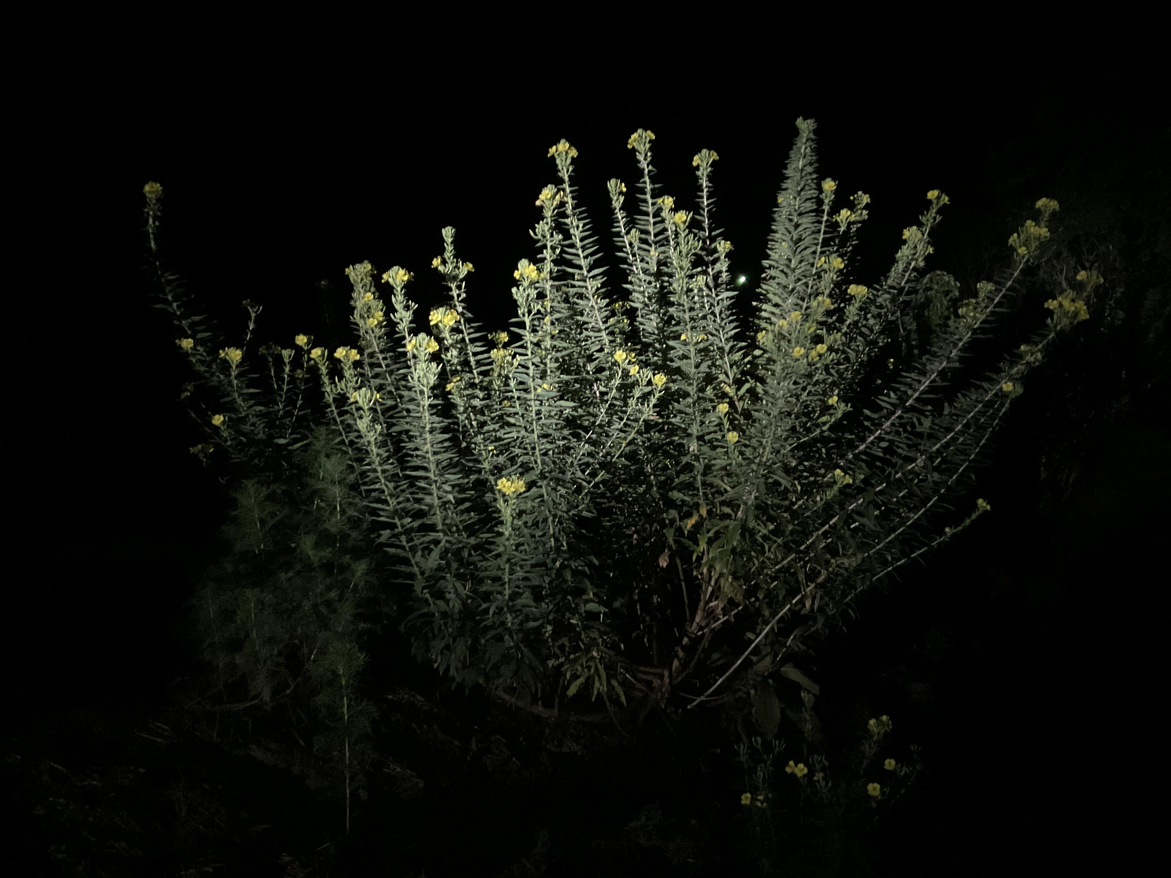 Evening Primrose Flowers on the plant