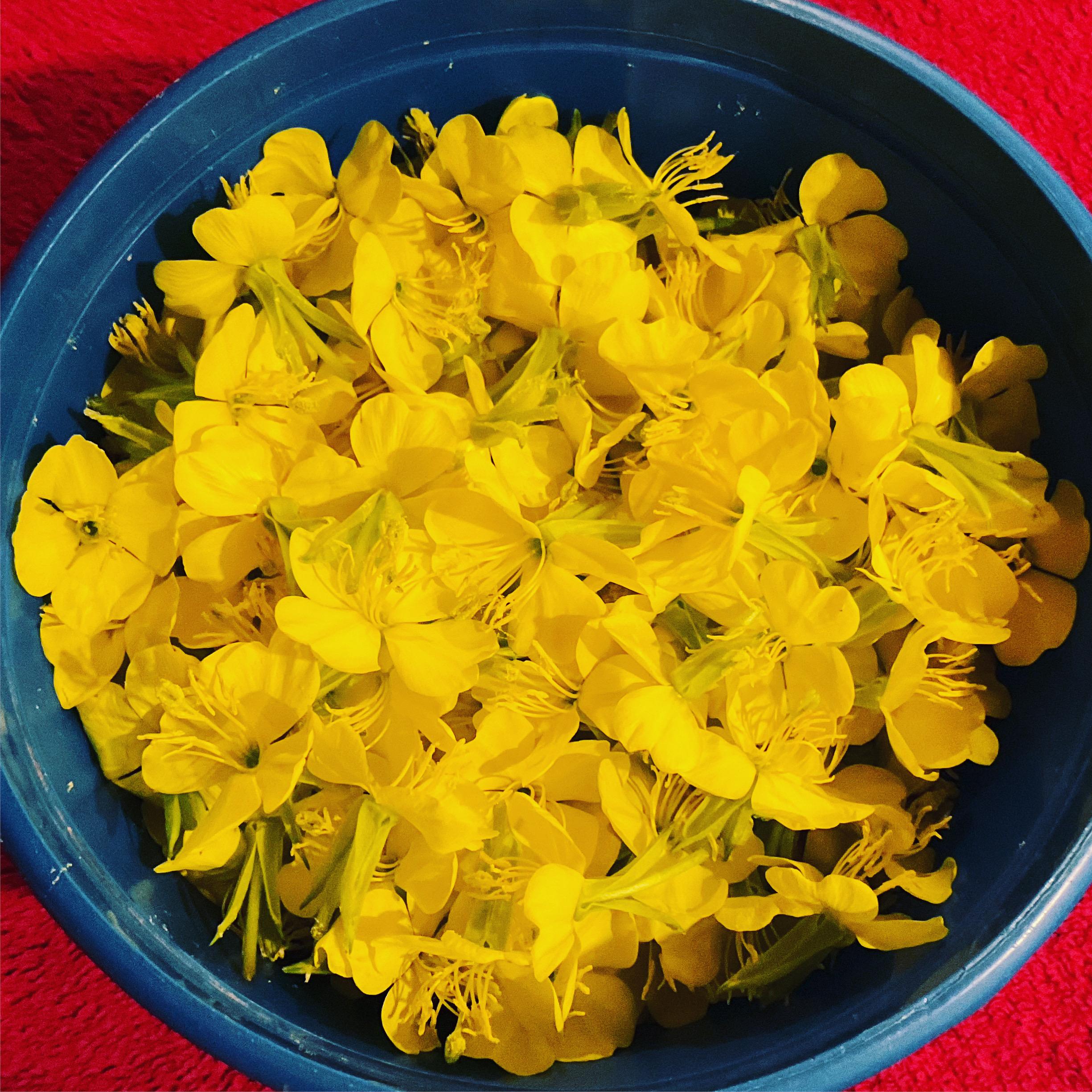 bucket of Evening Primrose Flowers