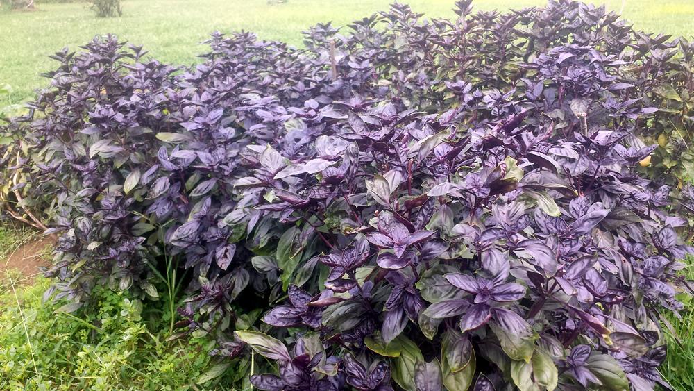 Purple Genovese Basil