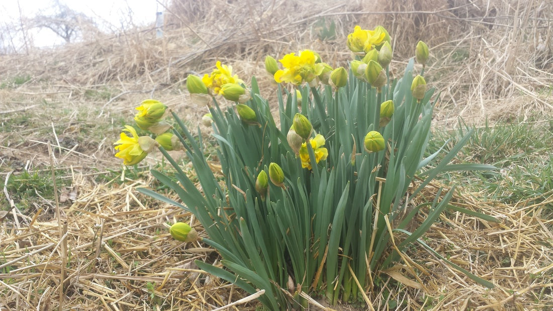 Springlike Substance