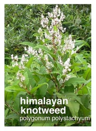 of weeds and whims