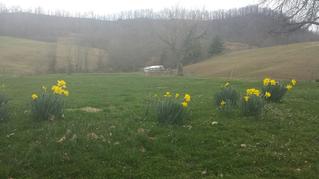 Spring Planting Progress