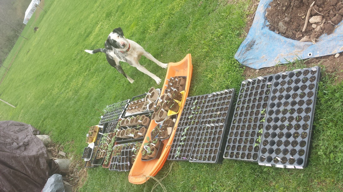How Does Your Garden Grow 4-15/5-1
