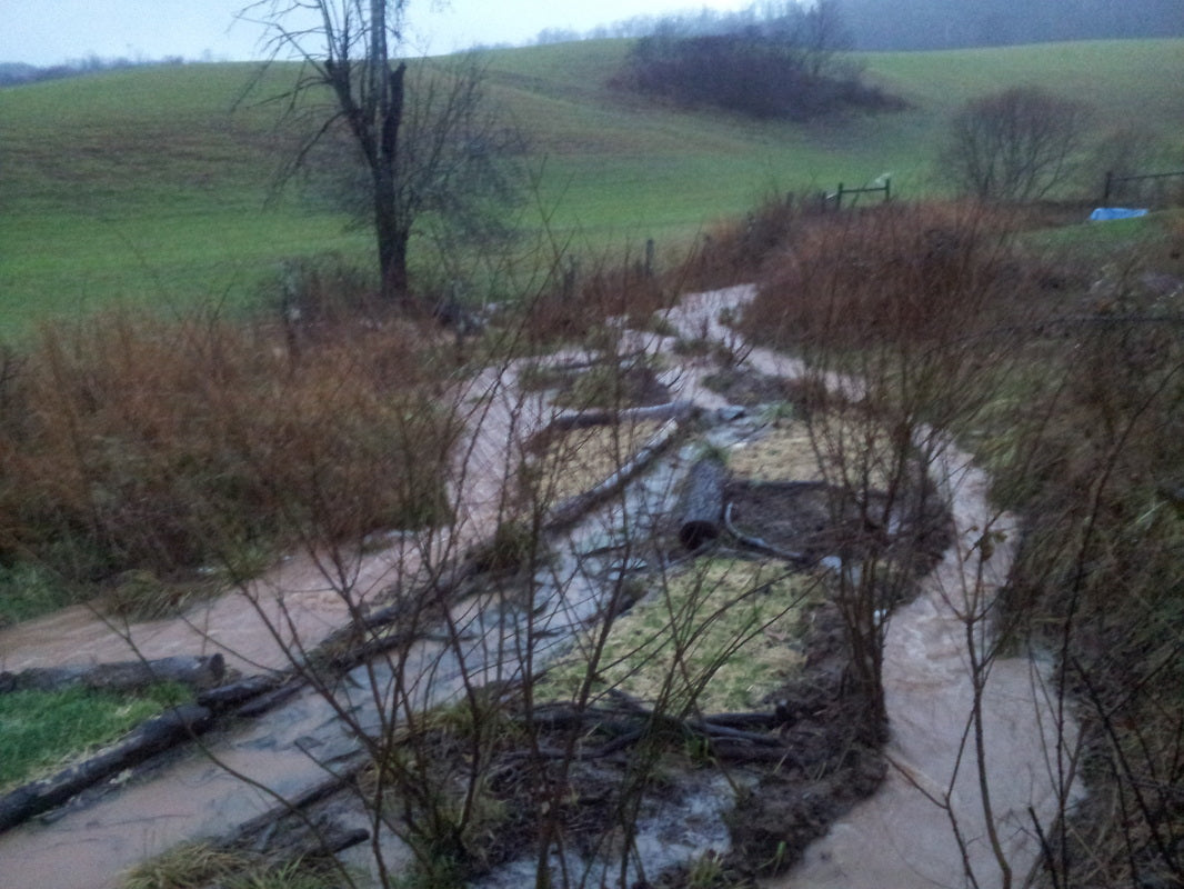 Free Dog & Challenging Weather