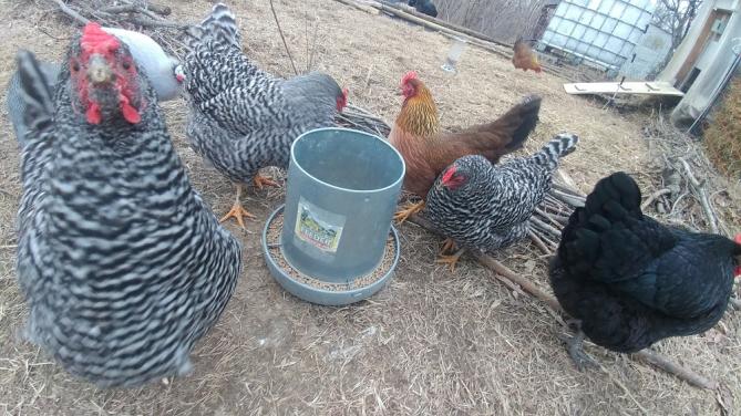 The Perpetual Egg & Fertilizer Machine