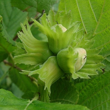 4 Hazelnuts