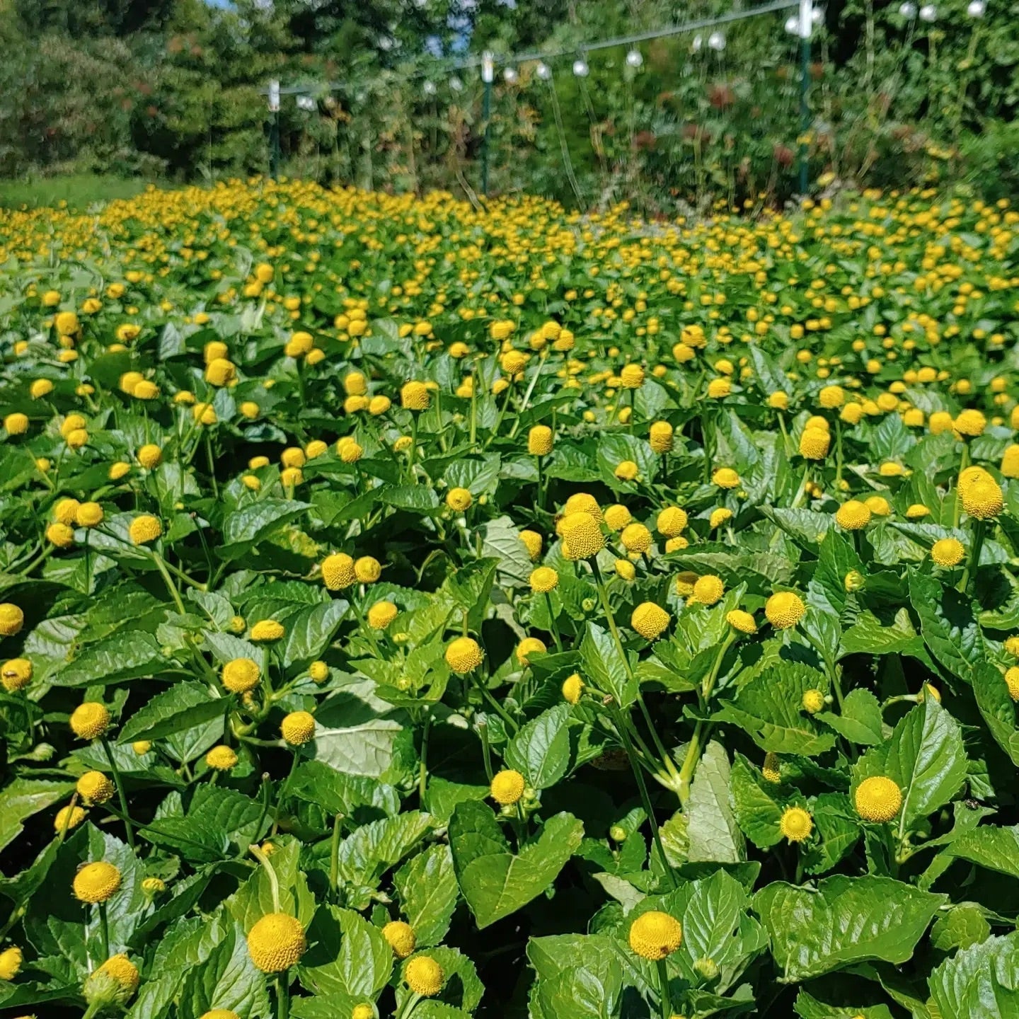 How to Use and Preserve Spilanthes Acmella