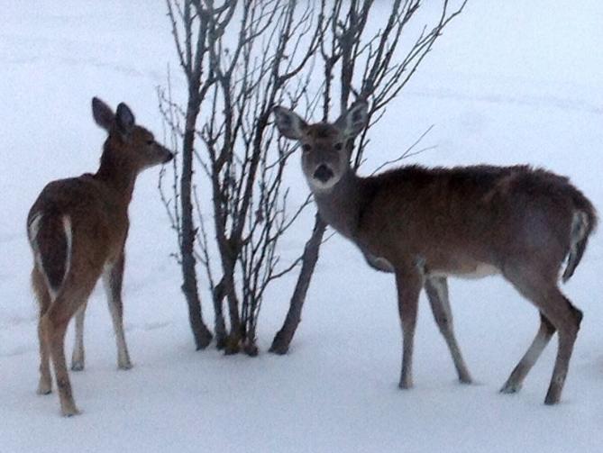 deer spring seedlings