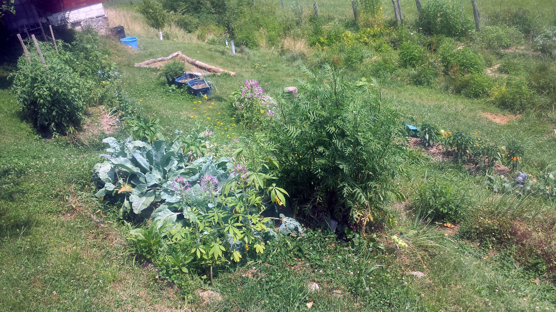 Garden Tour
