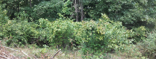 Hazelnut Grove