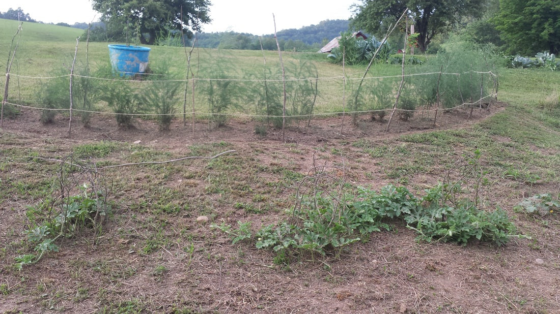 How Does Your Garden Grow?