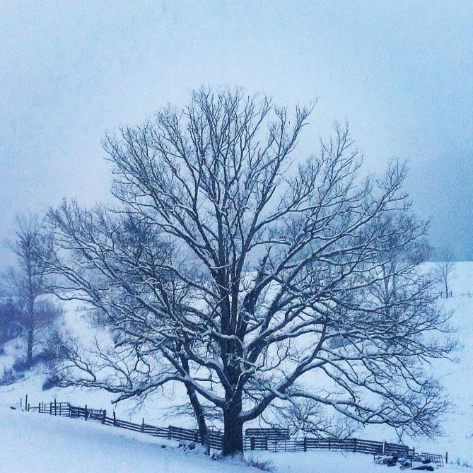 snow zen