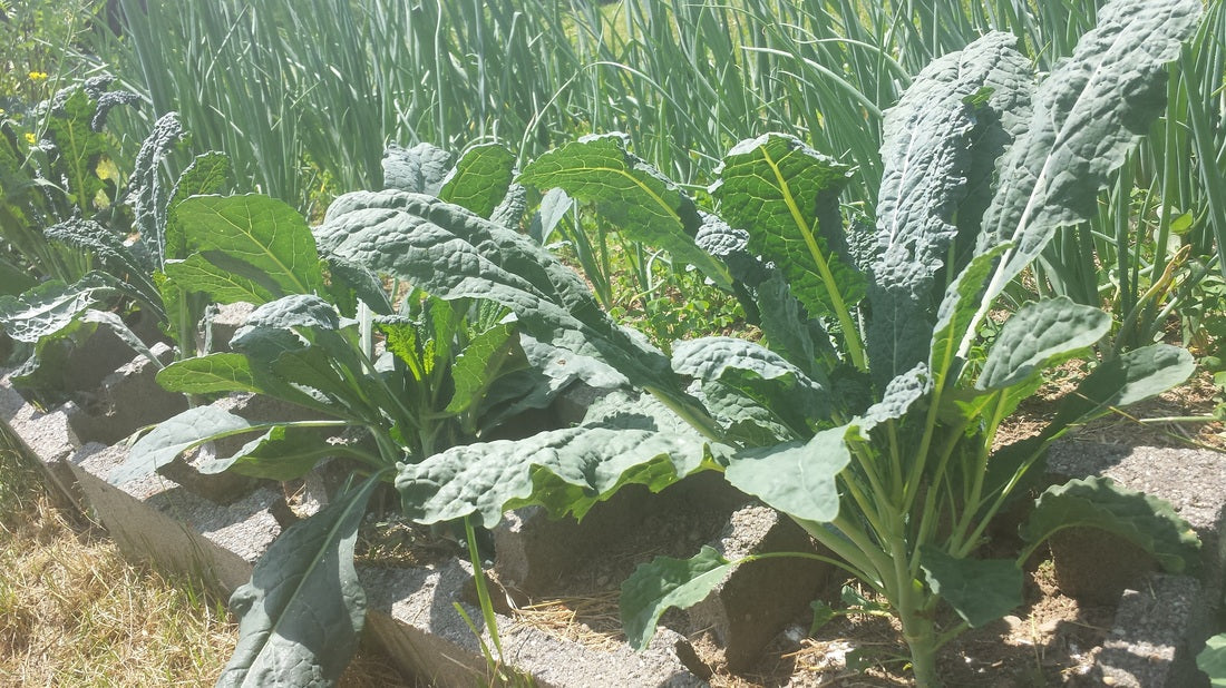 Just Farmers: Market Ready Produce