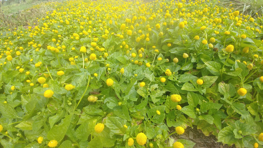 a field of Flowering Spilanthes Plants