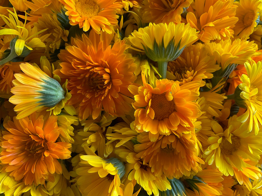 Calendula Flowers, Dried Whole, Pesticide Free