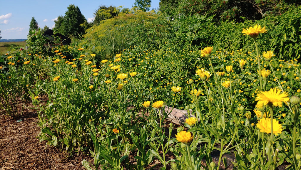 Calendula Flowers, Dried Whole, Pesticide Free