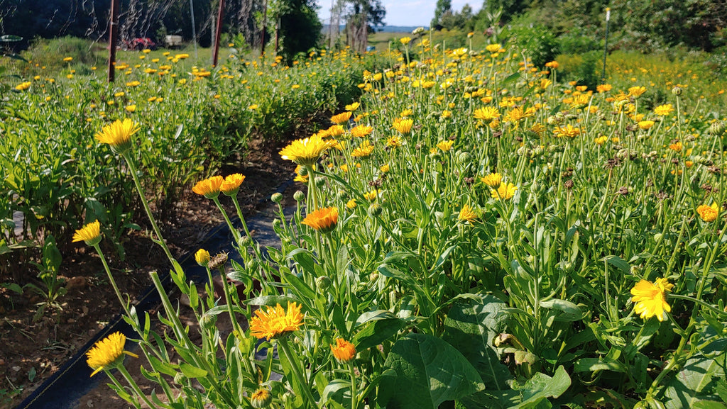 Calendula Flowers, Dried Whole, Pesticide Free