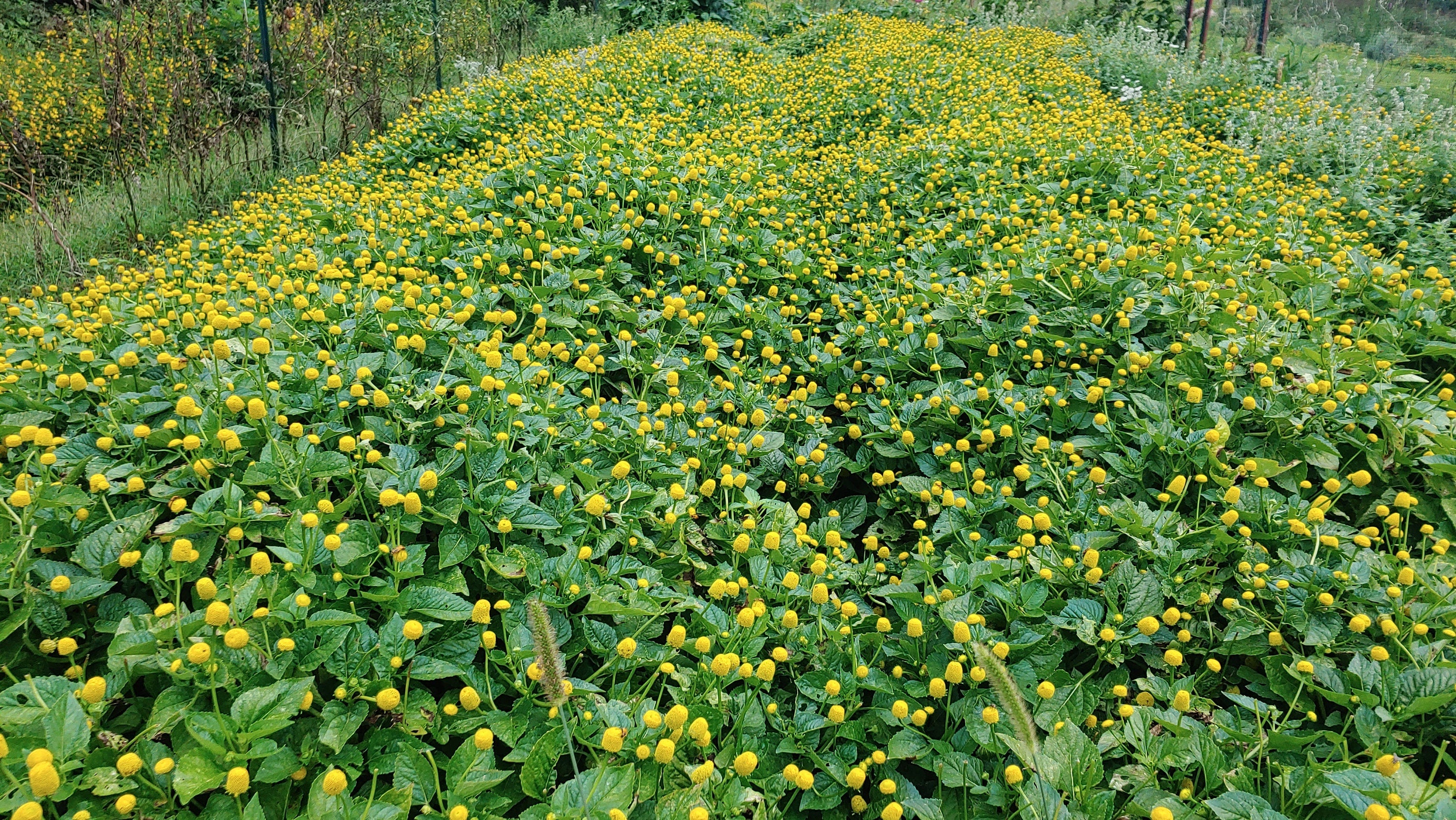 Herbal Buzz Button Mints - PUNY BUZZ NUTS™ breath mint size Organic Spilanthes flowers