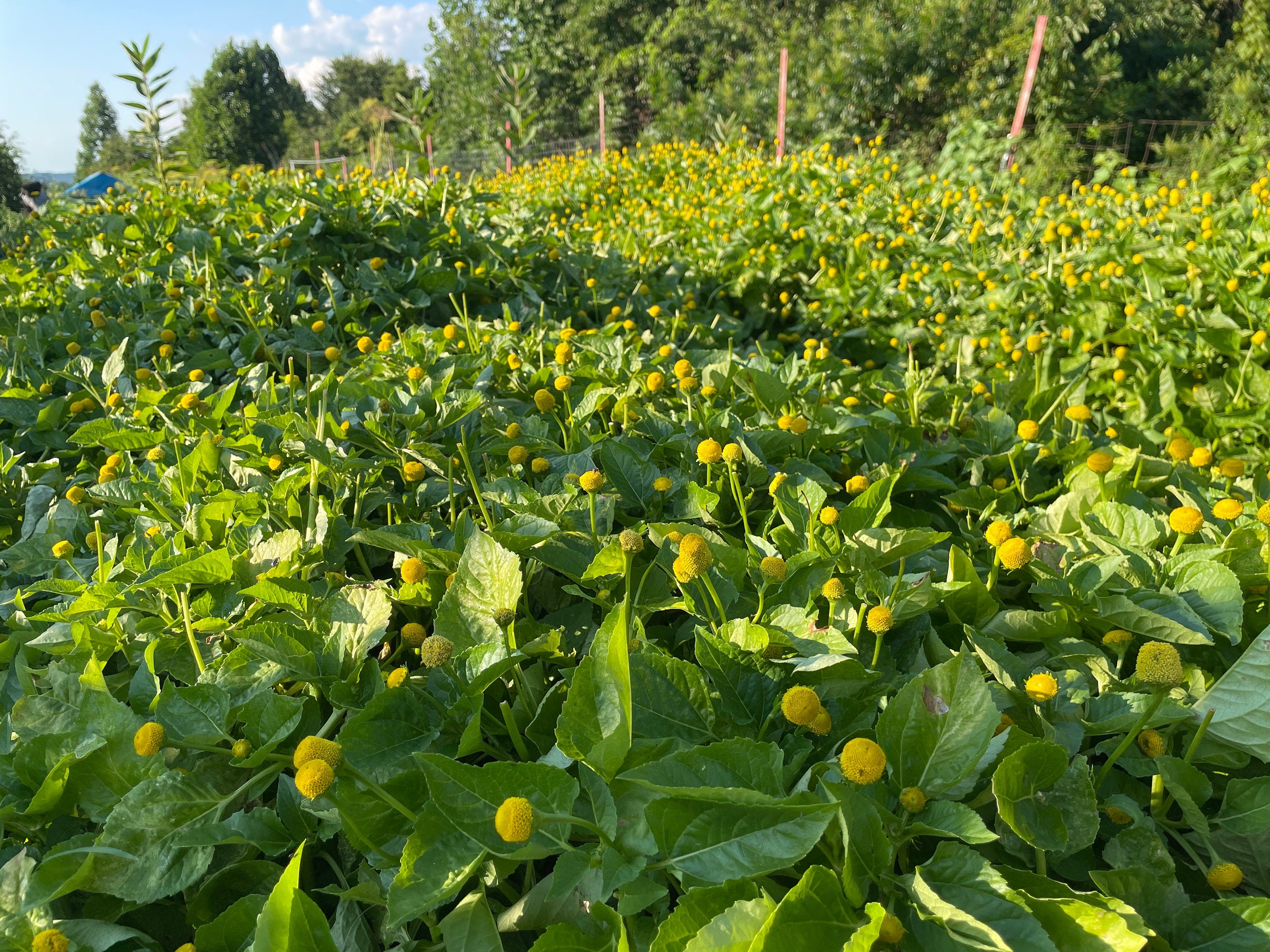 Buzz Button FREAKS, Spilanthes edible flowers