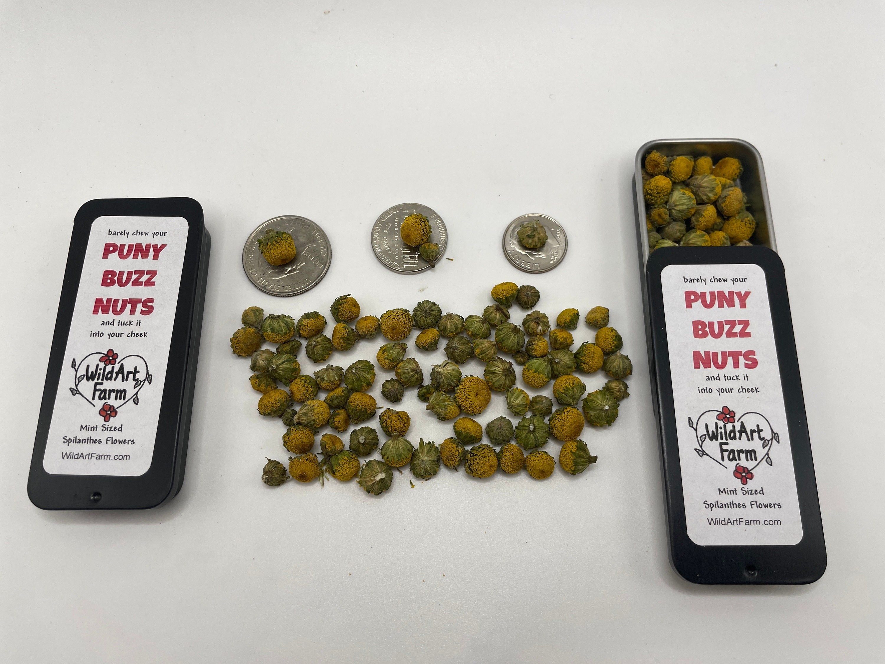 Herbal Buzz Button Mints - PUNY BUZZ NUTS™ breath mint size Organic Spilanthes flowers