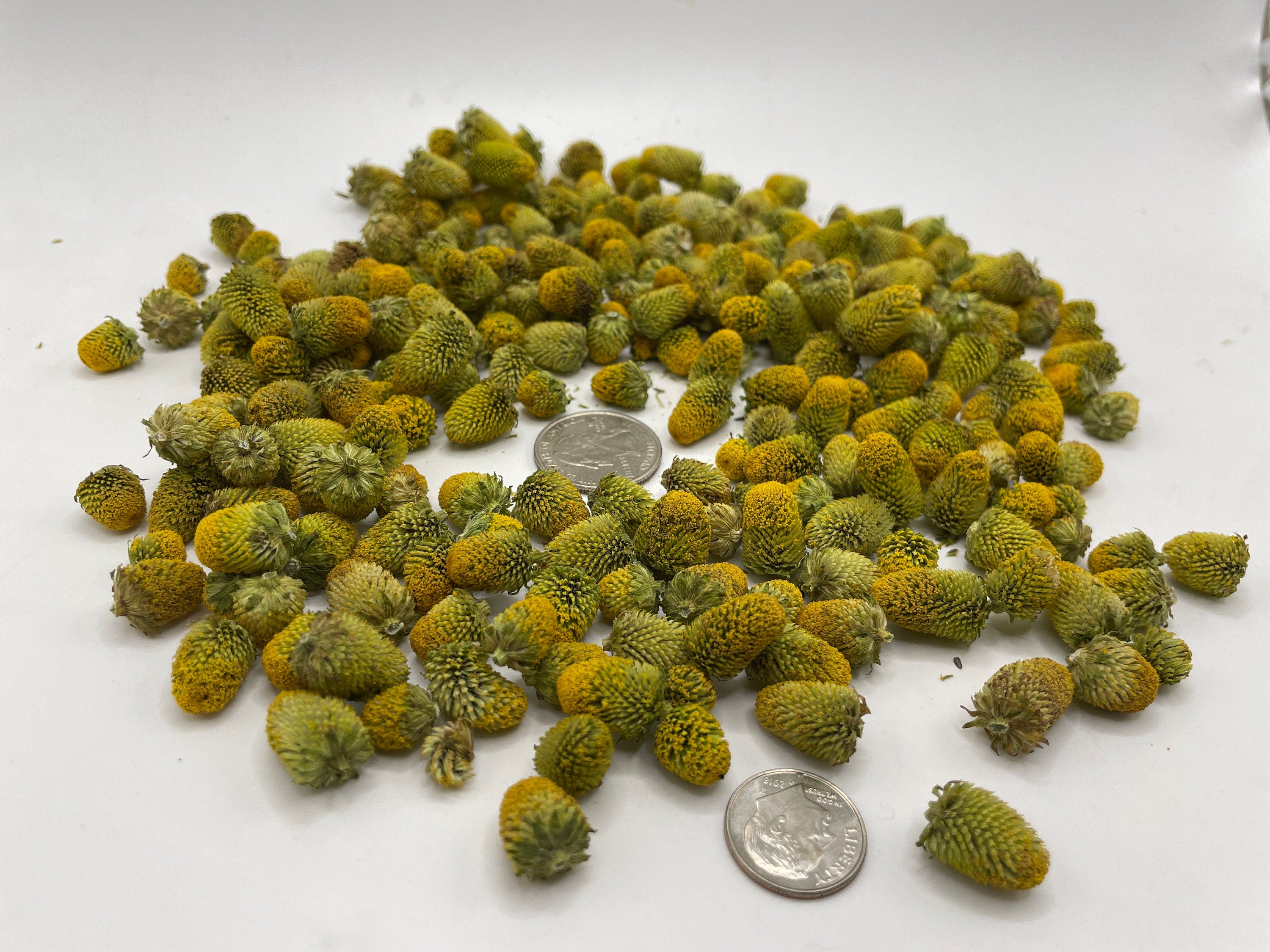 Spilanthes Tincture Infusion Flowers for home remedies and creative cocktails