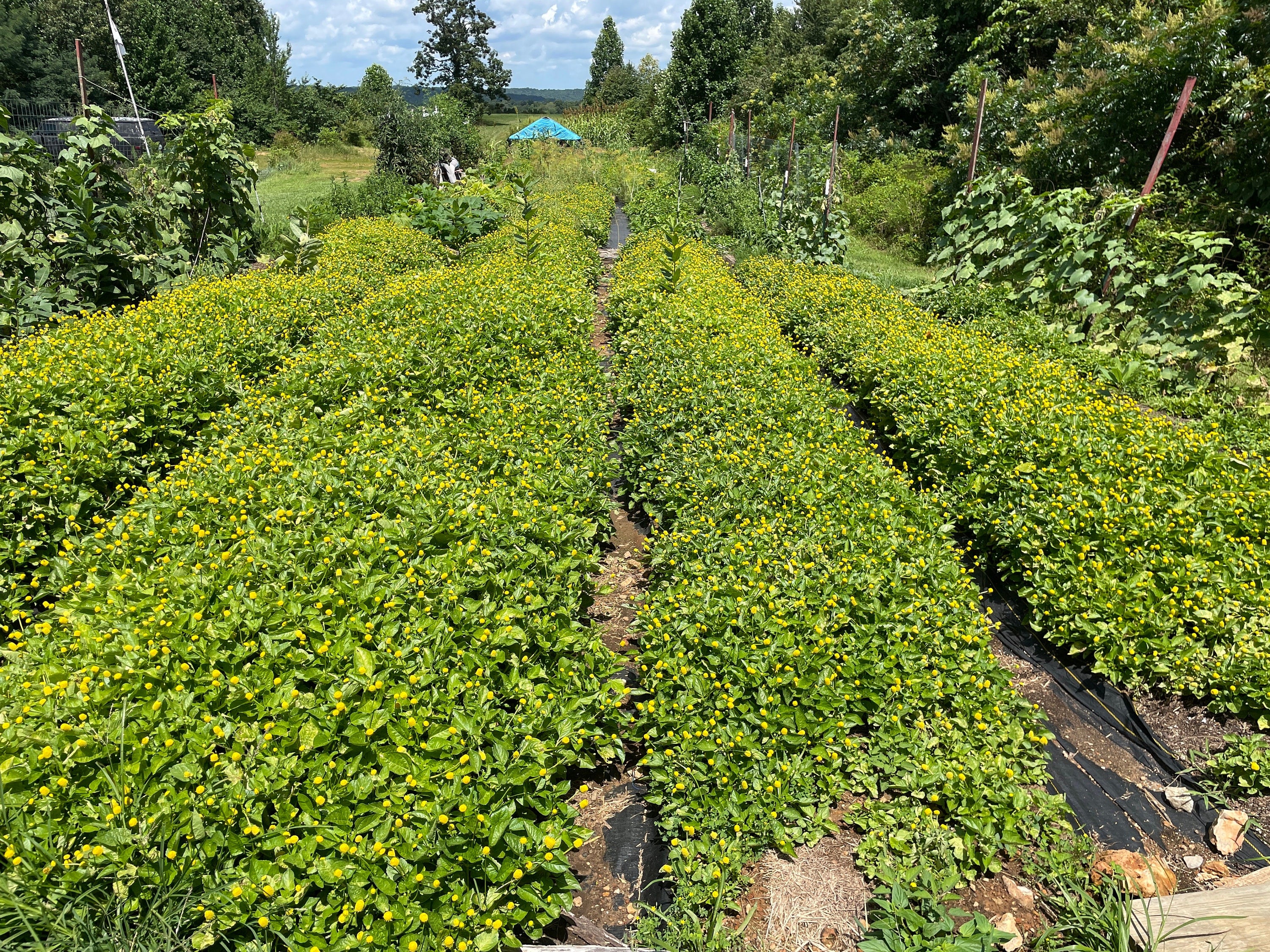 Spilanthes Tincture Infusion Flowers for home remedies and creative cocktails