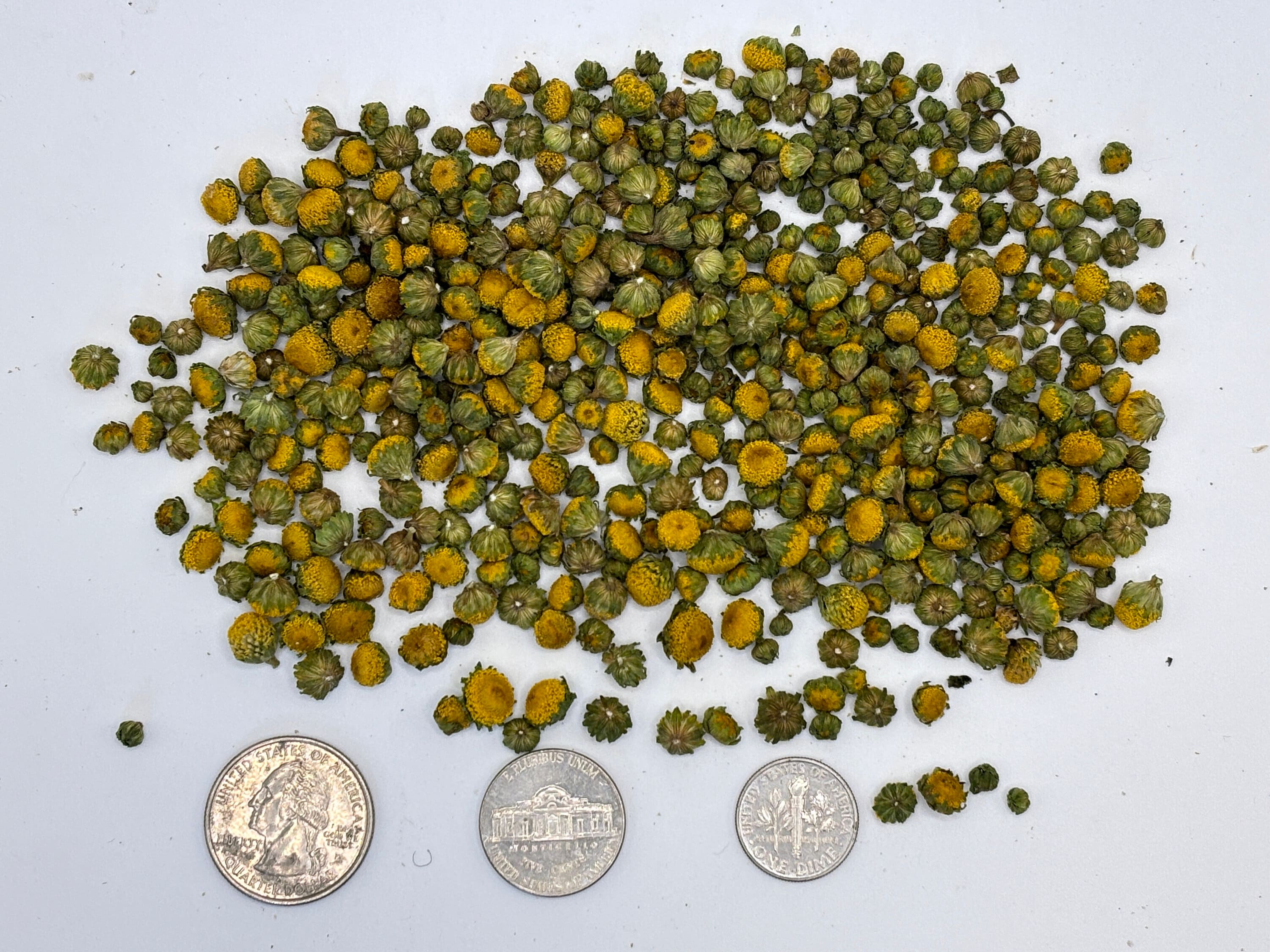 Herbal Buzz Button Mints - PUNY BUZZ NUTS™ breath mint size Organic Spilanthes flowers