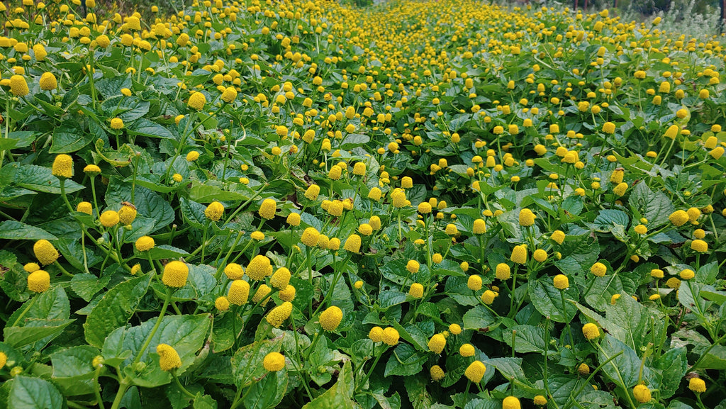 Organic Buzz Buttons: Herbal Cocktail Garnish Edible Spilanthes Flowers