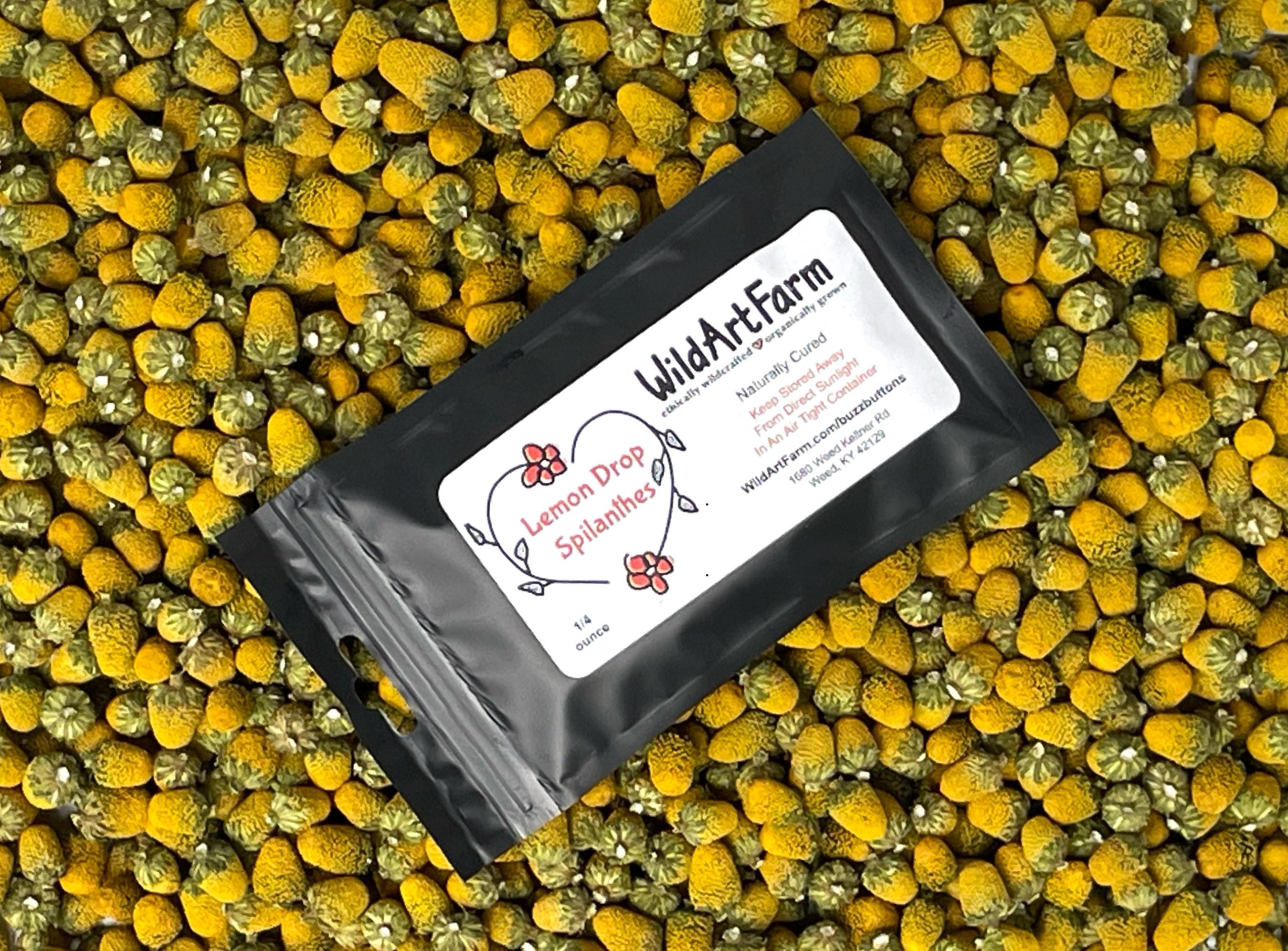 Organic Buzz Buttons: Herbal Cocktail Garnish Edible Spilanthes Flowers