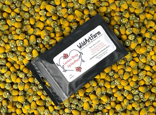 Organic Buzz Buttons: Herbal Cocktail Garnish Edible Spilanthes Flowers